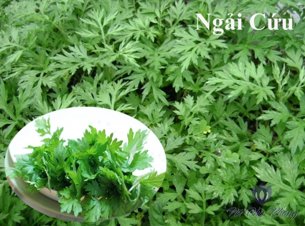 Một số bài thuốc hay chữa rối loạn kinh nguyệt tại nhà cho chị em phụ nữ